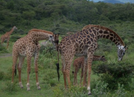 Tanzania, Arusha NP (2014)